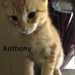 Photo of Anthony