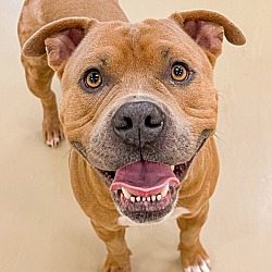 Photo of Scooby