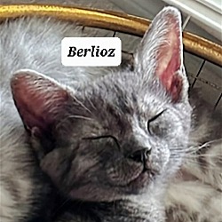 Photo of Berlioz
