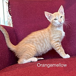 Thumbnail photo of OrangeMellow #2
