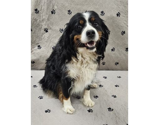 Malvern, PA - Cavalier King Charles Spaniel/Bernese Mountain Dog. Meet