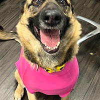 adopt a pet