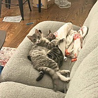 adopt a pet