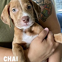 adopt a pet
