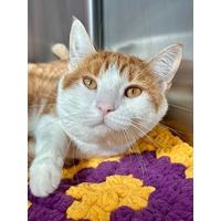 adopt-pet