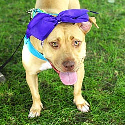 Thumbnail photo of Lolly Rue-Adopted! #1