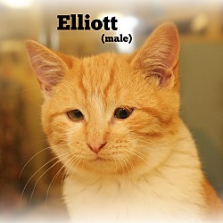 Thumbnail photo of Elliott #4