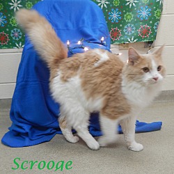 Thumbnail photo of Scrooge #1