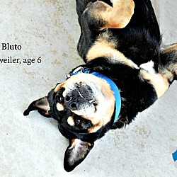 Thumbnail photo of Bluto #2