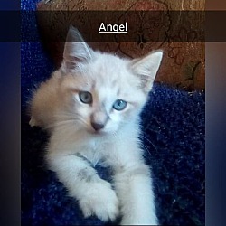 Thumbnail photo of Angel #1