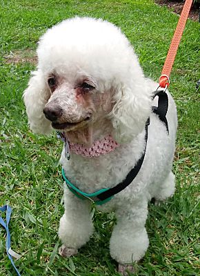 Ft Myers Beach, FL - Poodle (Miniature). Meet Poodle Girl... a Pet for