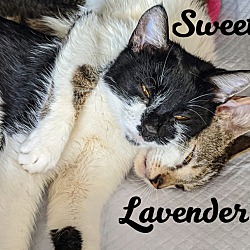 Thumbnail photo of Lavender and Sweet Pea #1