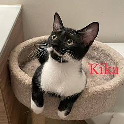 Thumbnail photo of Kika #2