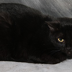 Photo of Morticia (Spayed) Pics 6/6/23