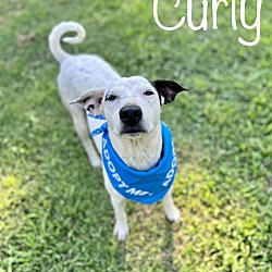 Thumbnail photo of Curly #3