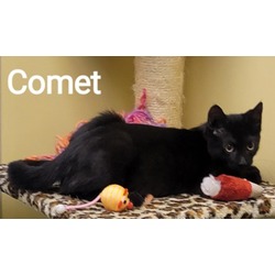 Photo of Comet