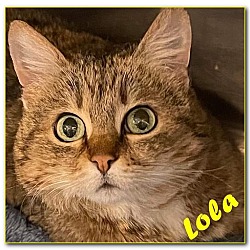 Thumbnail photo of LOLA #1