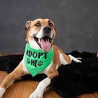 adopt a pet