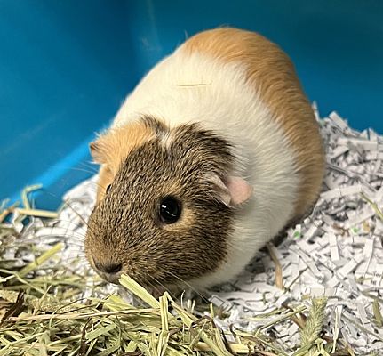 Sioux City, IA - Guinea Pig. Meet Cocoa a Pet for Adoption - AdoptaPet.com