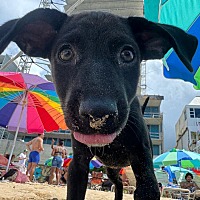 adopt a pet