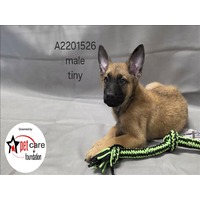 adopt a pet