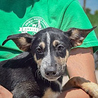 adopt a pet