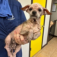 adopt a pet