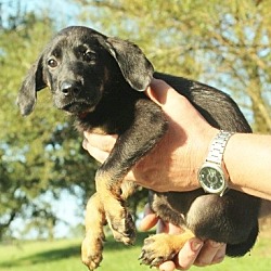 Thumbnail photo of Ria, best hound shep baby! #4
