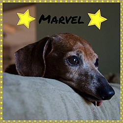 Thumbnail photo of Marvel #2