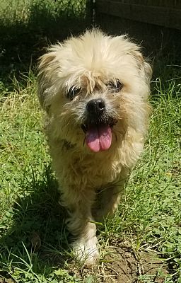 lhasa apso rescue dfw