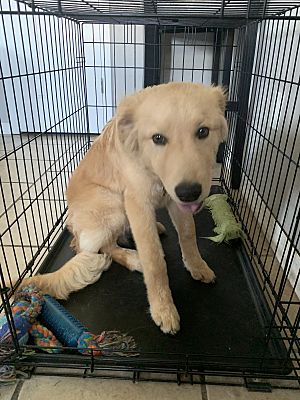 Siloam Springs Ar Australian Shepherd Meet Odin A Pet For Adoption