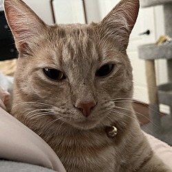 Thumbnail photo of Kimba #4
