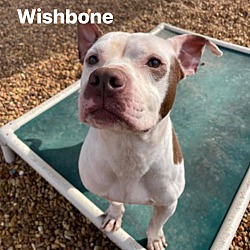Photo of Wishbone