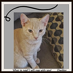 Thumbnail photo of Cheddar - Snuggler #2