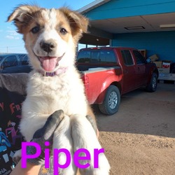 Photo of Piper - Fearless & Loves toys! Good with Dogs, Cats, & Kids!