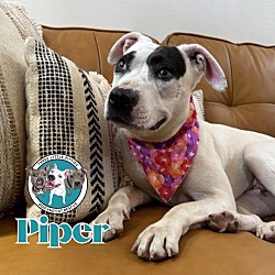 Thumbnail photo of Piper Affectionate Perfect Pocket Pittie #1