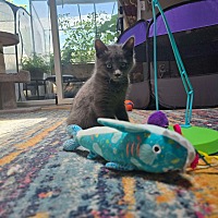 adopt a pet