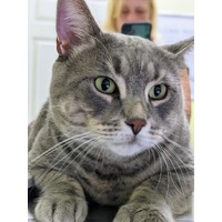 adopt-pet
