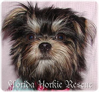 Palm City Fl Affenpinscher Meet Lola A Pet For Adoption Adopted