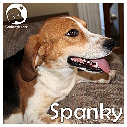 Thumbnail photo of Spanky #1