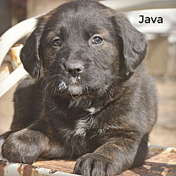 Thumbnail photo of Java~adopted! #2