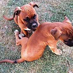 Thumbnail photo of Boxer Bullmastiff Blends #4