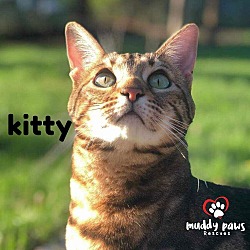 Thumbnail photo of Kitty (Courtesy Post) #2