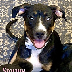 Thumbnail photo of STORMY #3