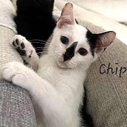 Thumbnail photo of Chip #handsome-van #1