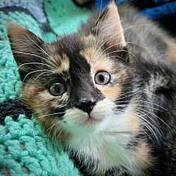 Thumbnail photo of Molly-ADOPTED #1