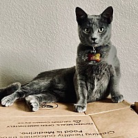 adopt a pet