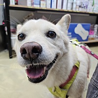adopt a pet