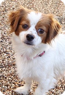 La Habra Heights Ca King Charles Spaniel Meet Emily A Pet For La Habra Heights Ca King Charles