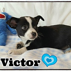 Thumbnail photo of Victor #3